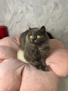 Пухнаста красива кішечка в хороші руки