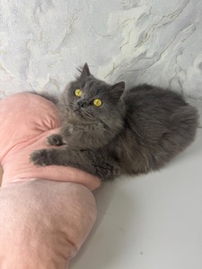 Пухнаста красива кішечка в хороші руки