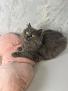 Пухнаста красива кішечка в хороші руки