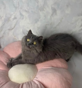 Пухнаста красива кішечка в хороші руки