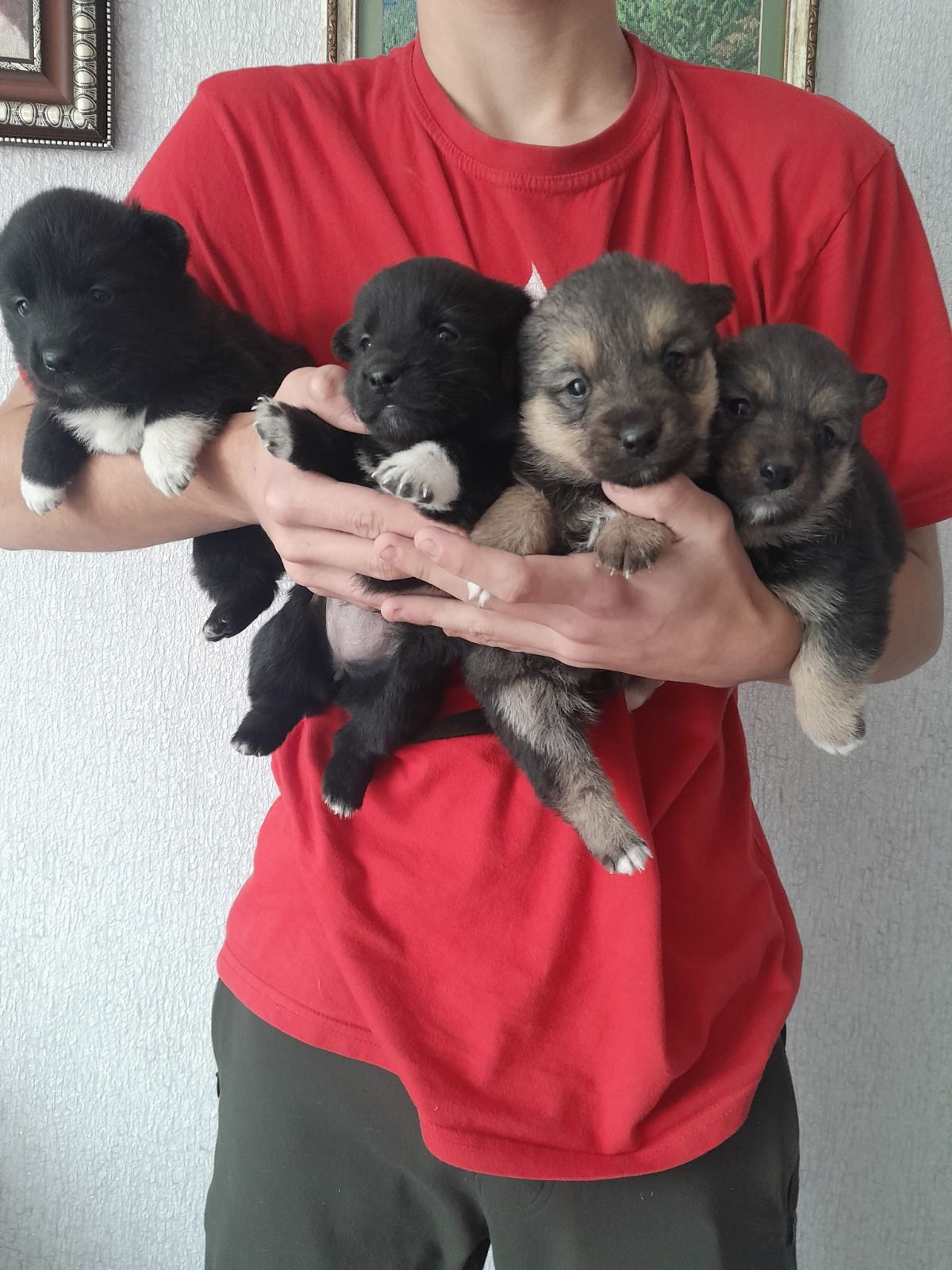 Цуценята в добрі руки