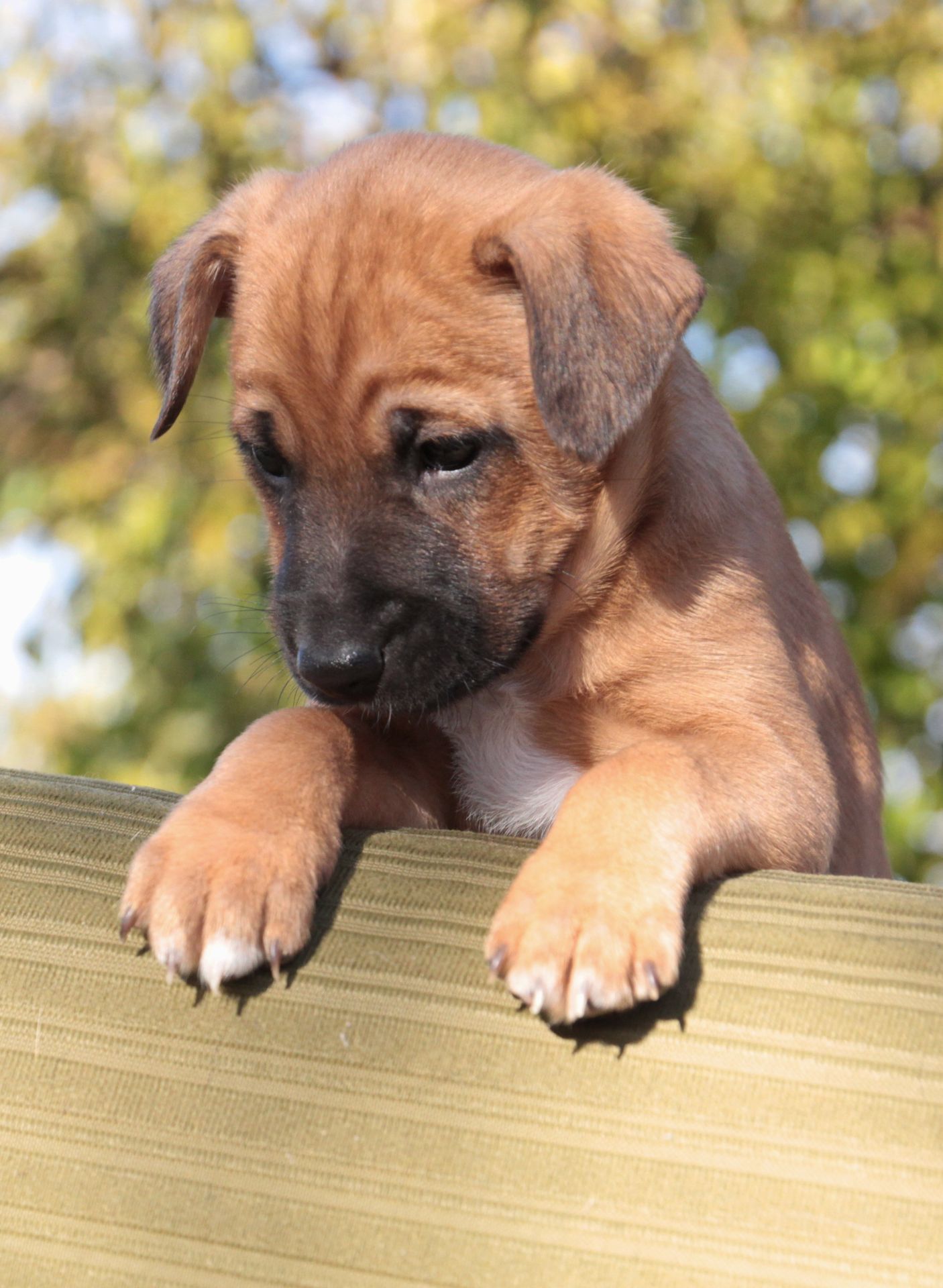 Не просто щеня, а новий член сім'ї!