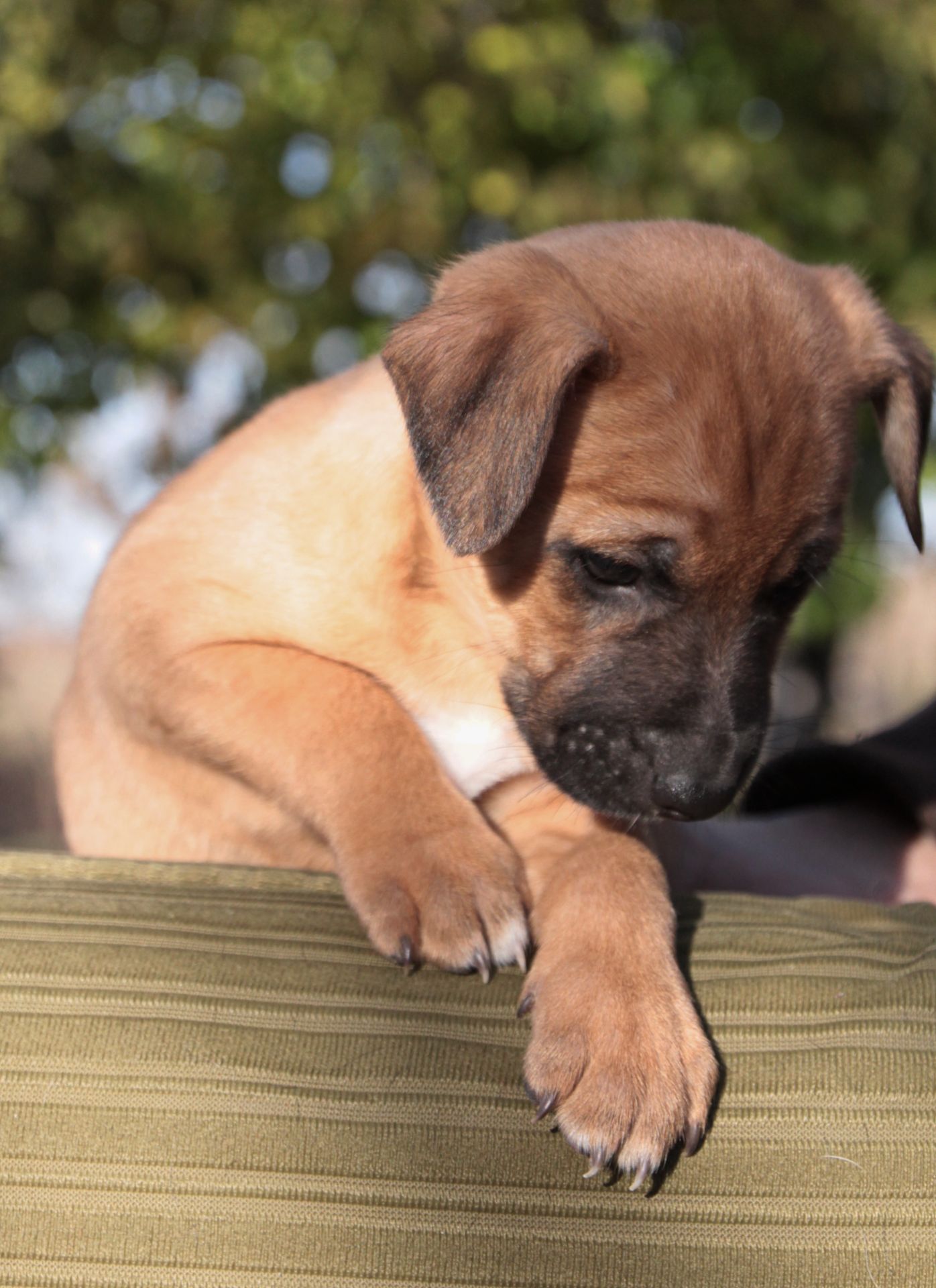 Не просто щеня, а новий член сім'ї!