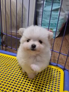 Чудова дівчинка