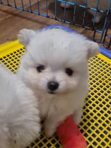 Чудова дівчинка