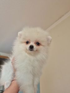 Чудова дівчинка