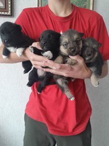 Цуценята в добрі руки