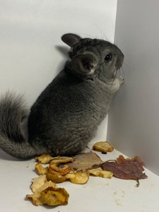 Шиншиллы разных окрасов