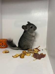 Шиншиллы разных окрасов