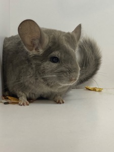 Шиншиллы разных окрасов