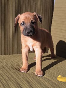 Не просто щеня, а новий член сім'ї!