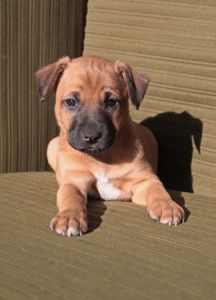 Не просто щеня, а новий член сім'ї!