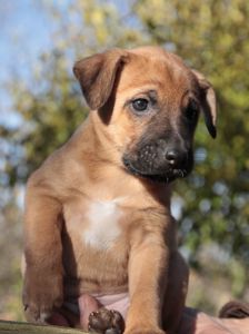 Не просто щеня, а новий член сім'ї!