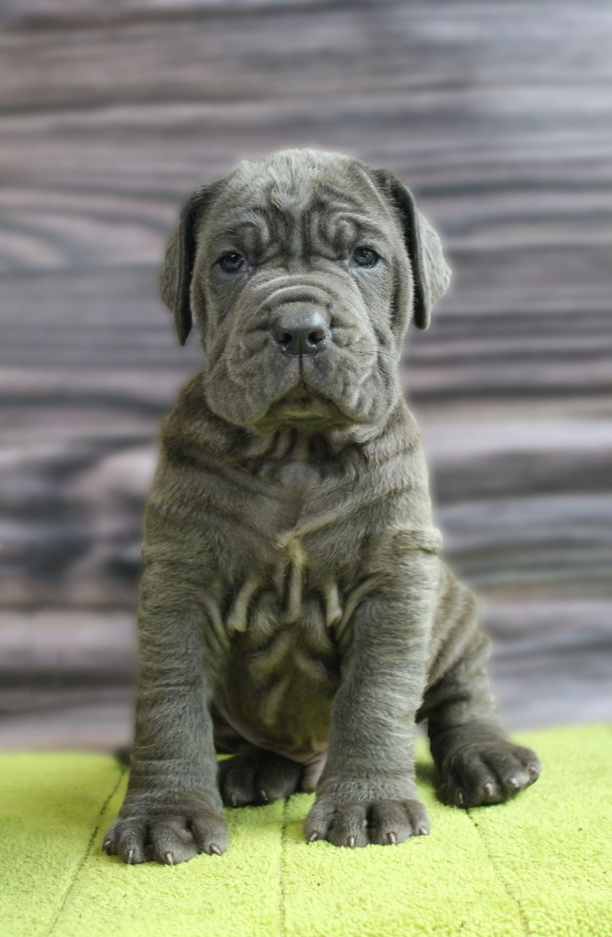 Мастино наполетано щенок мальчик