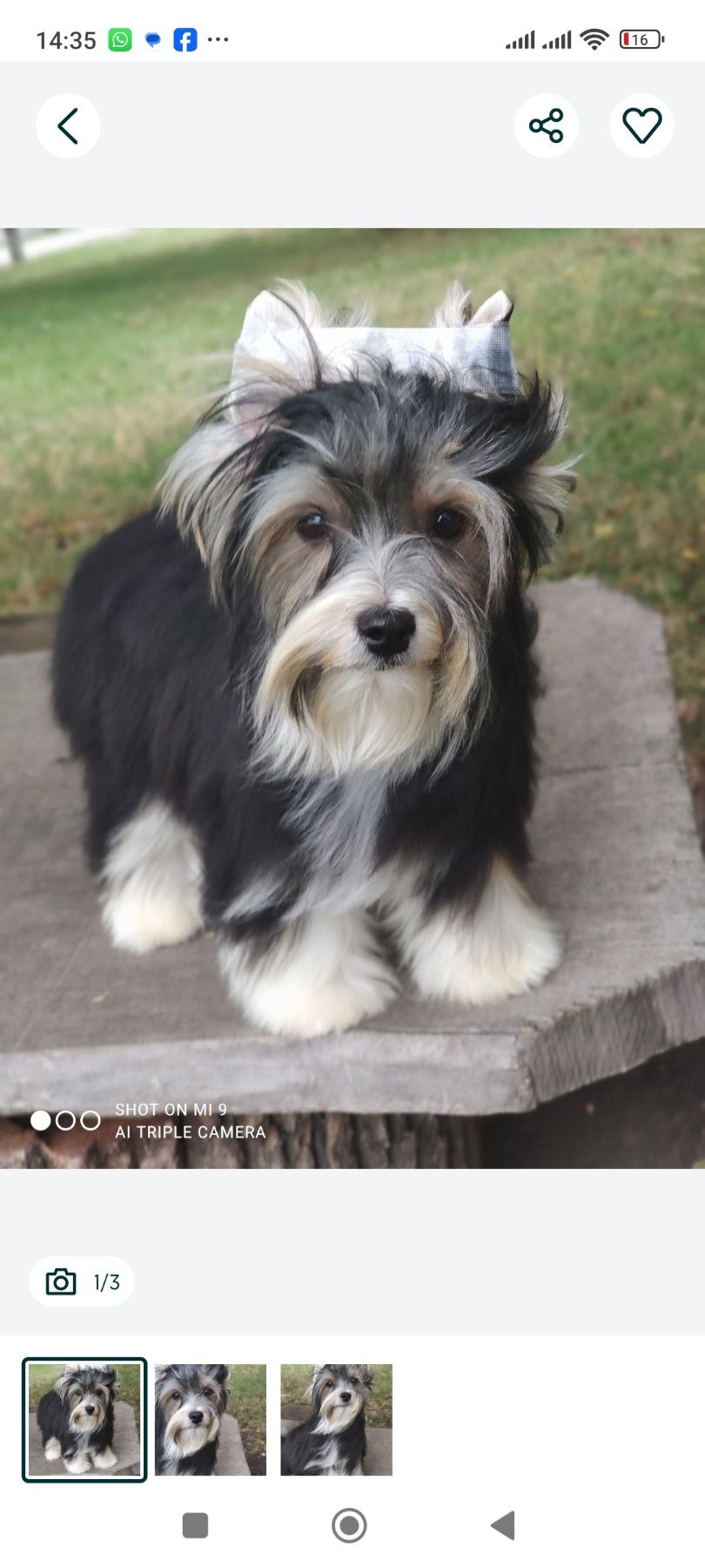 Бівер в чорному плащі