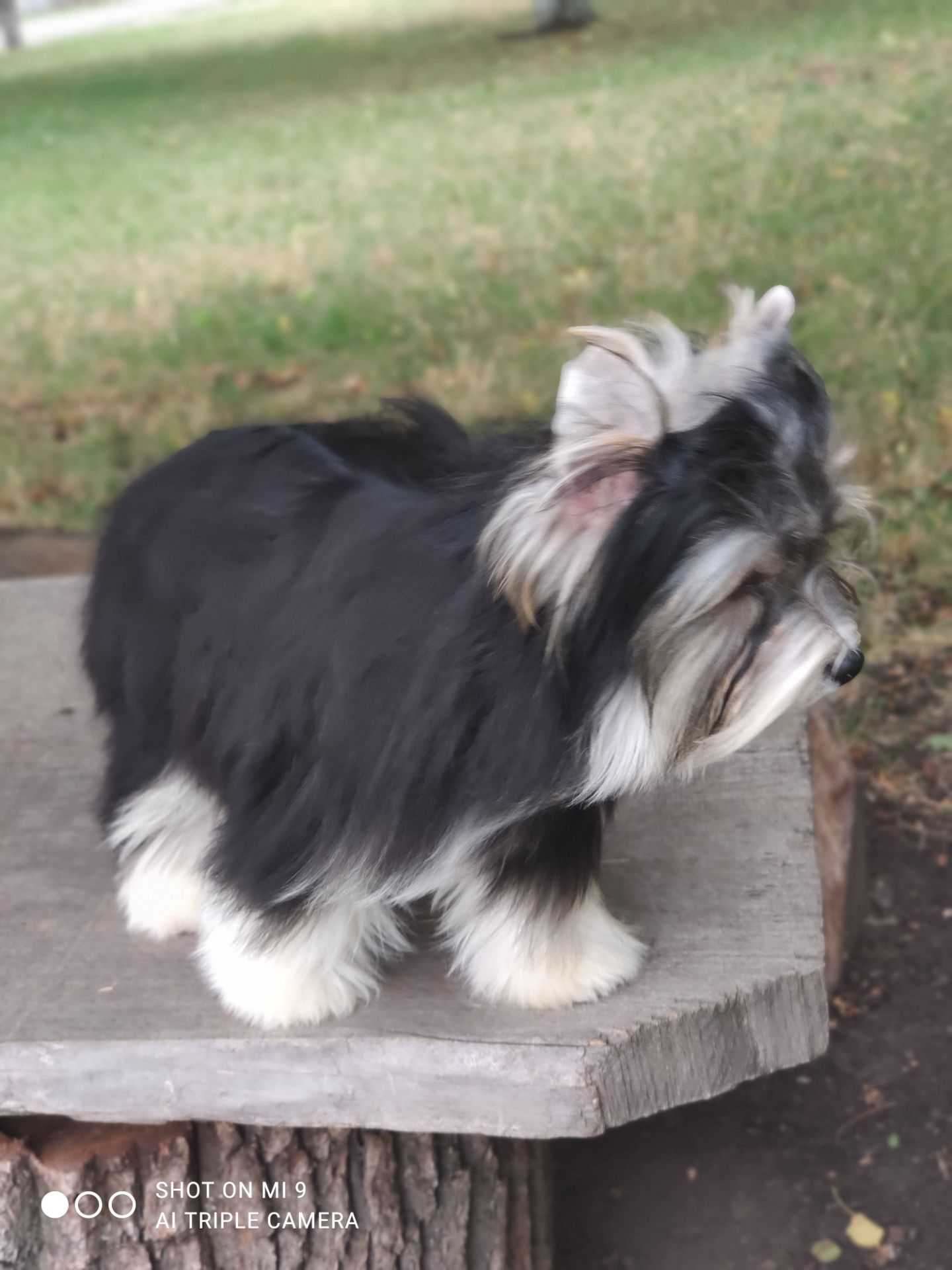 Бівер в чорному плащі