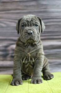 Мастино наполетано щенок мальчик