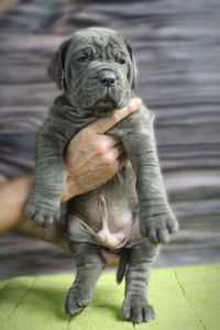 Мастино наполетано щенок мальчик