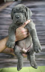 Мастино наполетано щенок мальчик