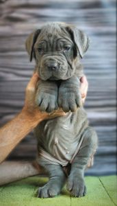 Мастино наполетано девочка