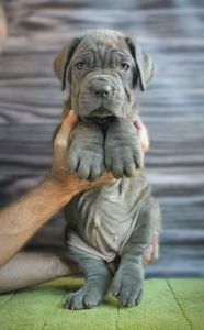 Мастино наполетано девочка