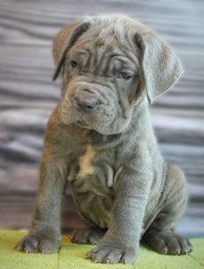 Мастино наполетано девочка