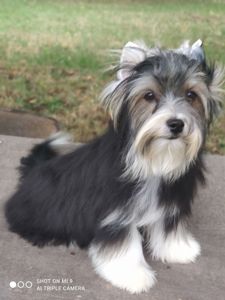 Бівер в чорному плащі