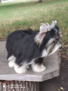 Бівер в чорному плащі