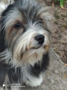 Бівер в чорному плащі