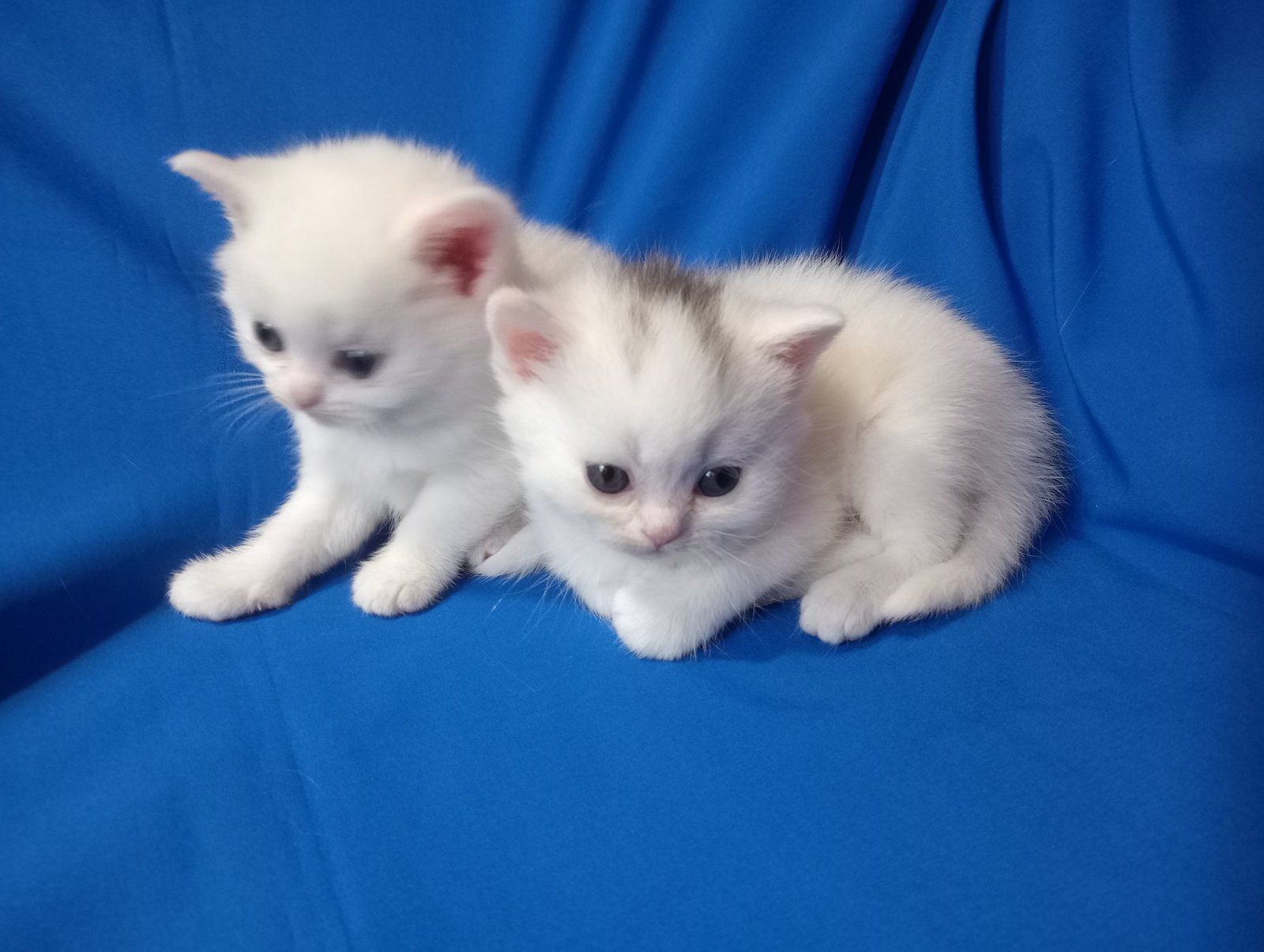 Шотландская кошечка подросток