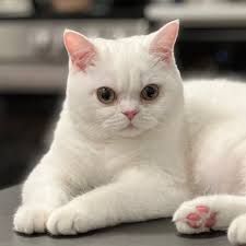 Шотландская кошечка подросток