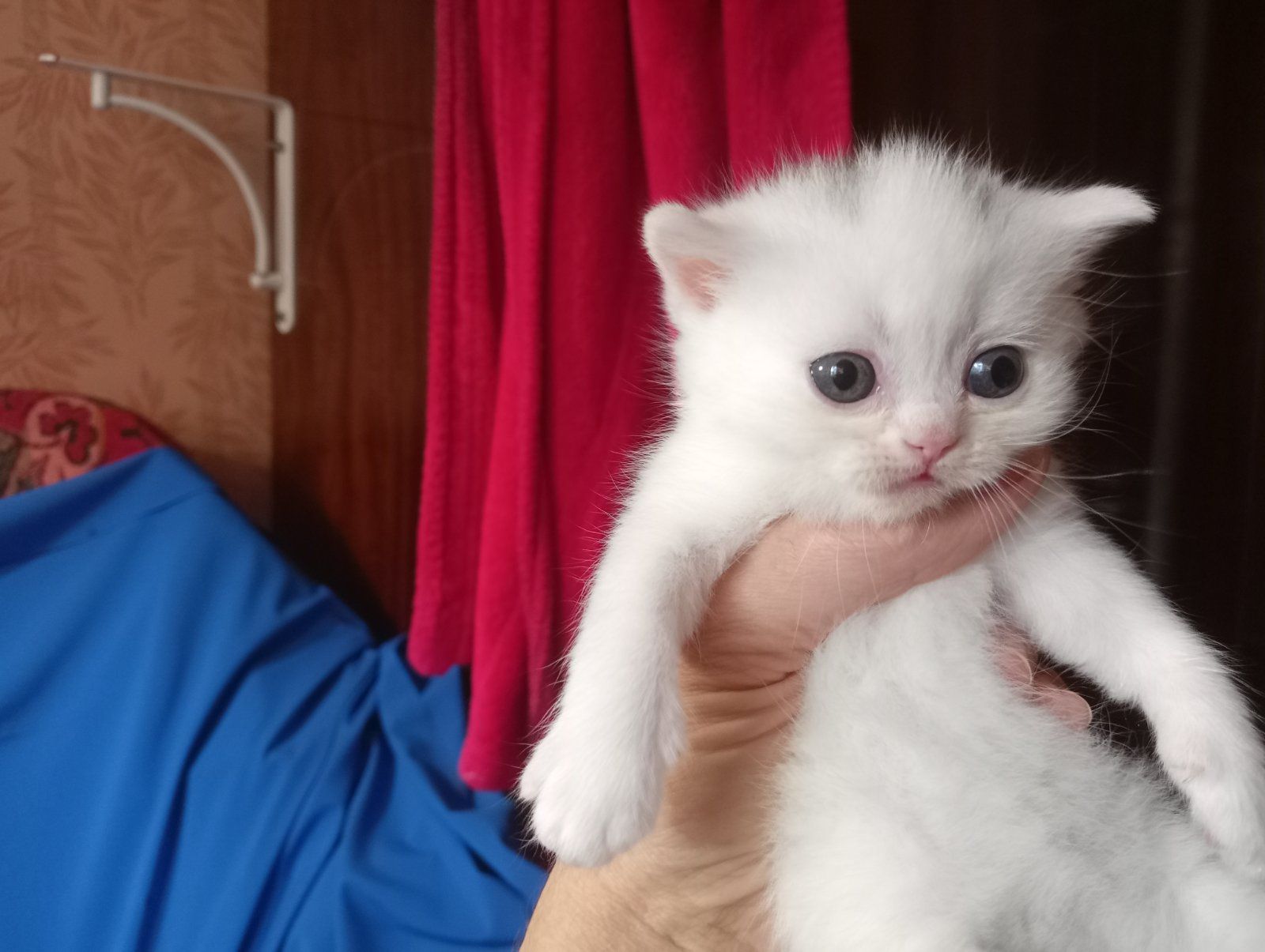 Шотландская кошечка подросток