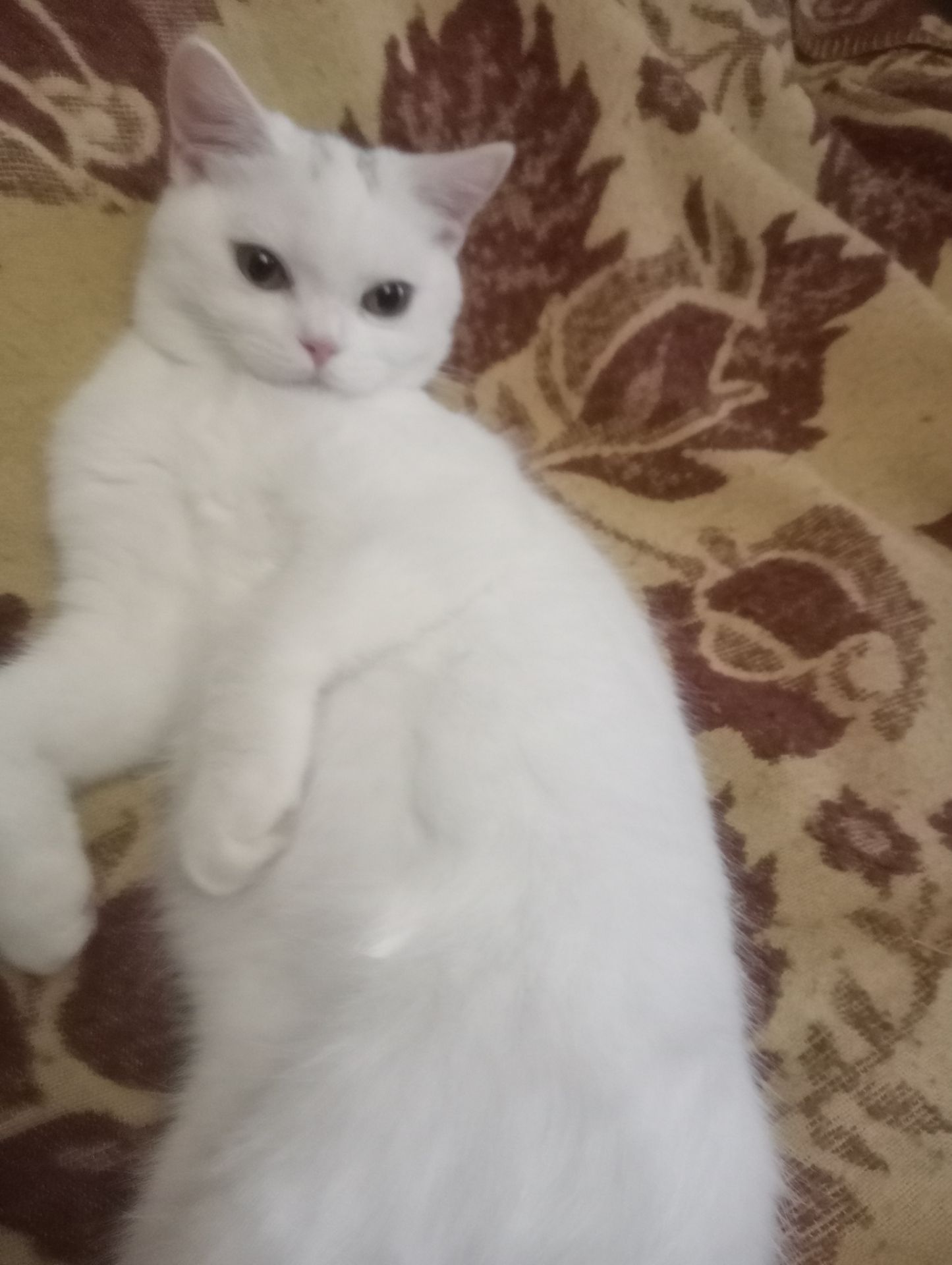 Шотландская кошечка подросток