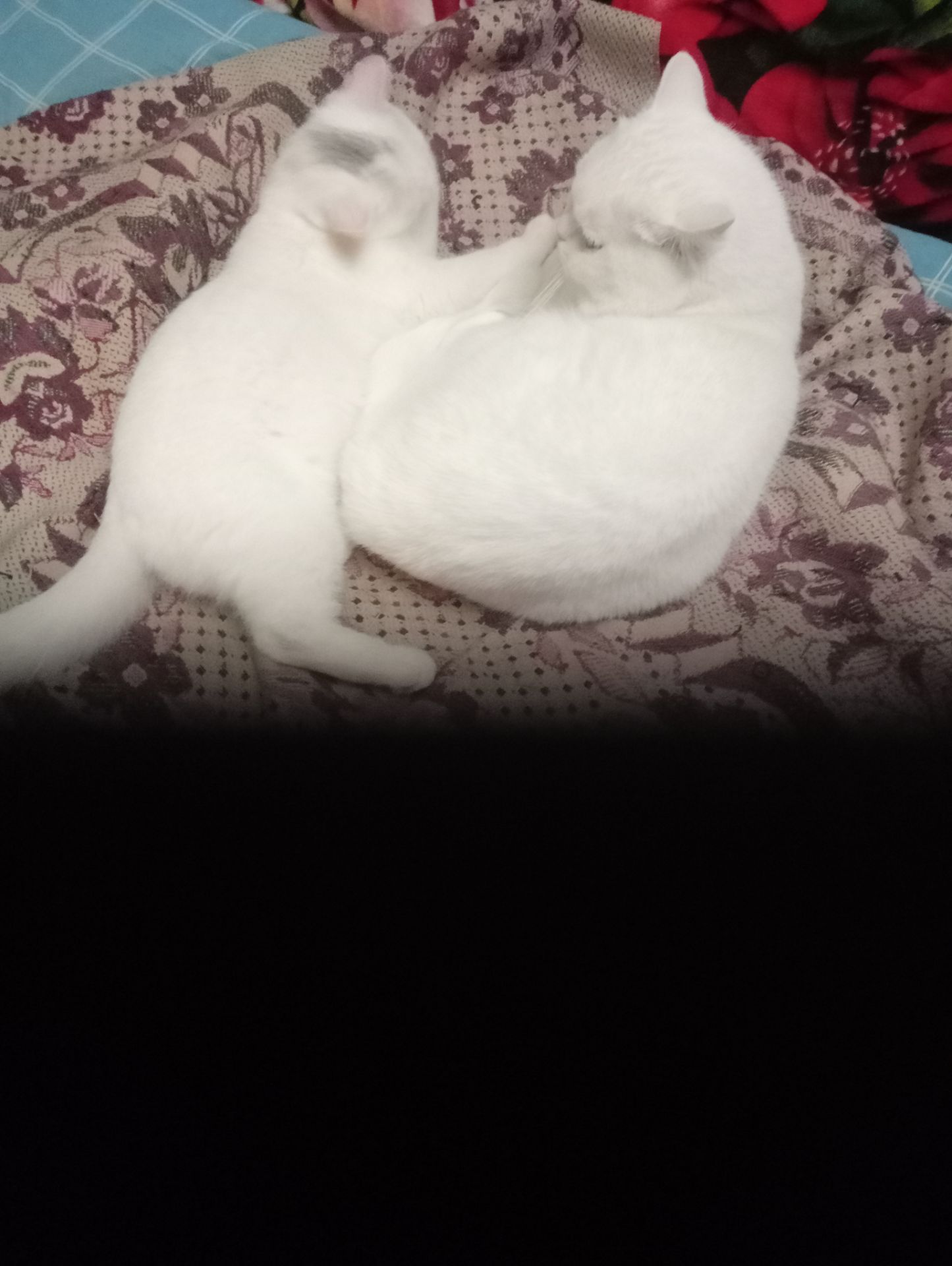 Шотландская кошечка подросток