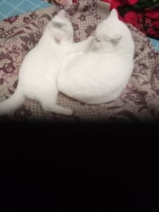 Шотландская кошечка подросток