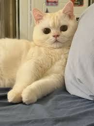 Шотландская кошечка подросток