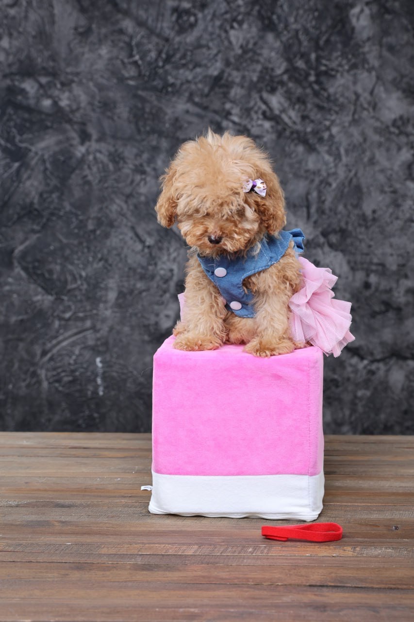 Мальтіпу ф1