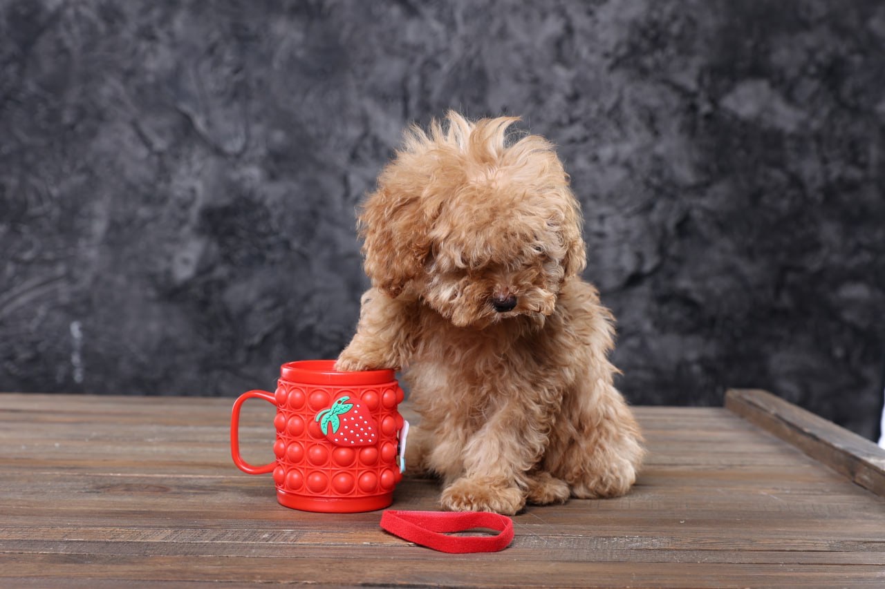 Мальтіпу ф1