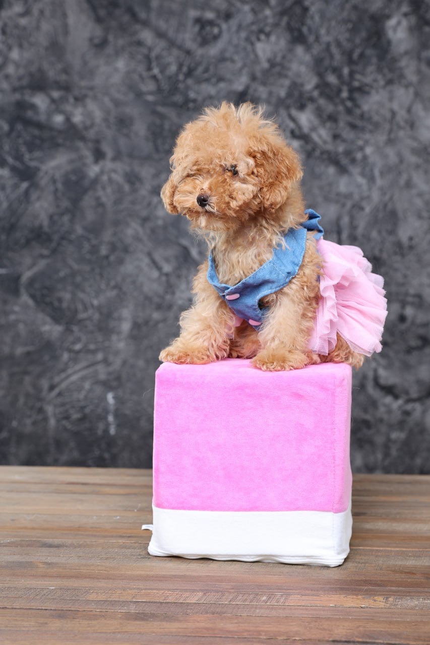 Мальтіпу ф1