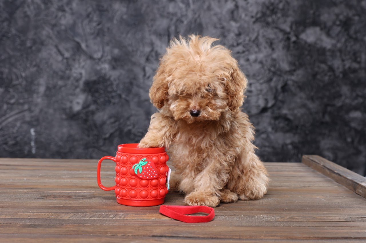 Мальтіпу ф1