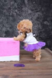 Мальтіпу ф1