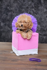 Мальтіпу ф1