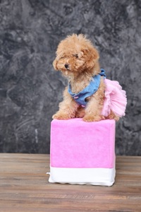 Мальтіпу ф1