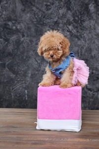 Мальтіпу ф1