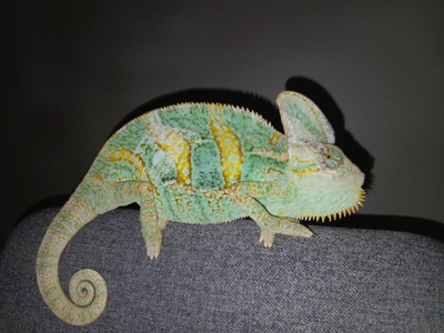 Хамелеон