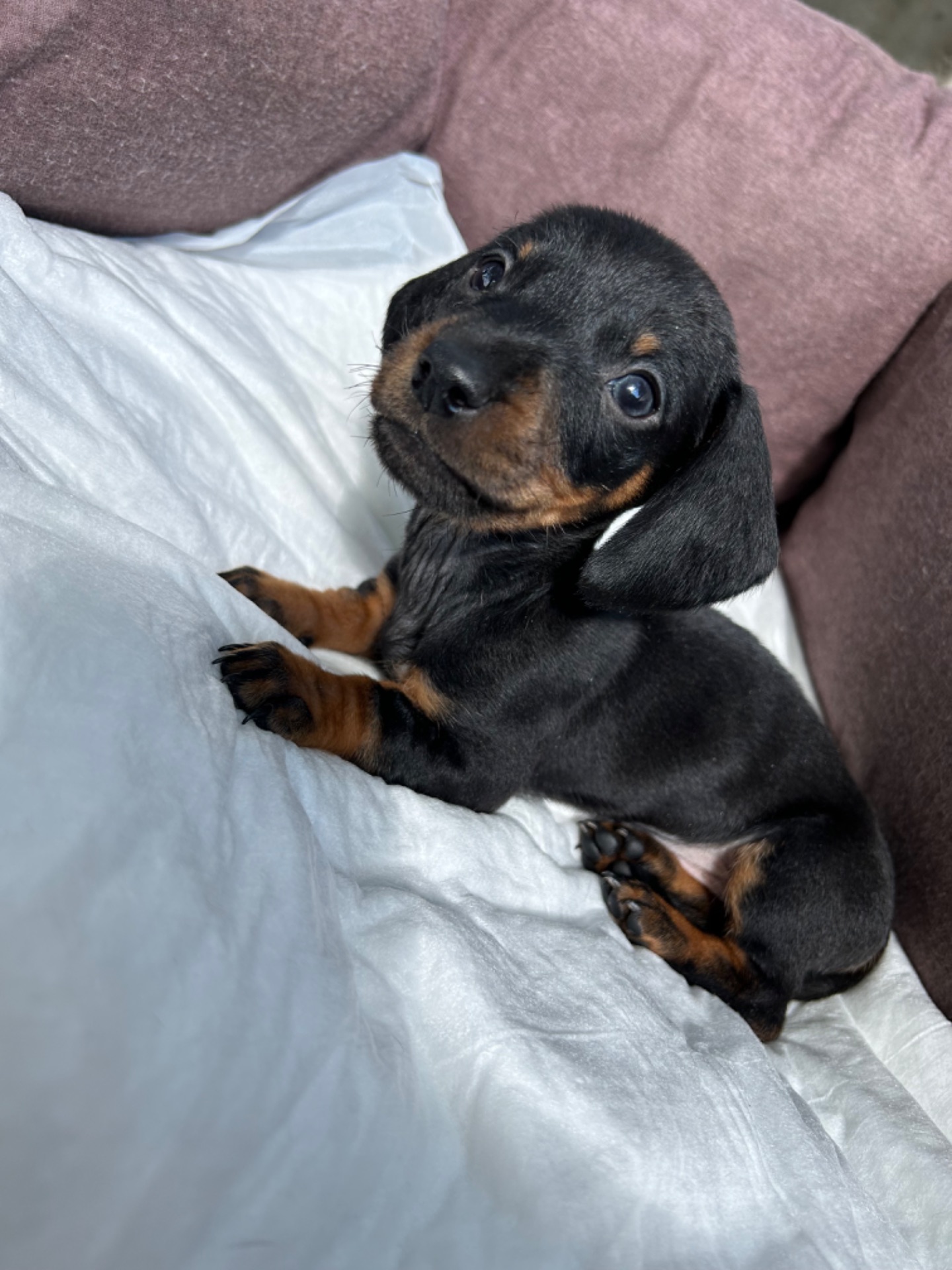 Цуцента такси мрамор