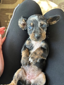 Цуцента такси мрамор