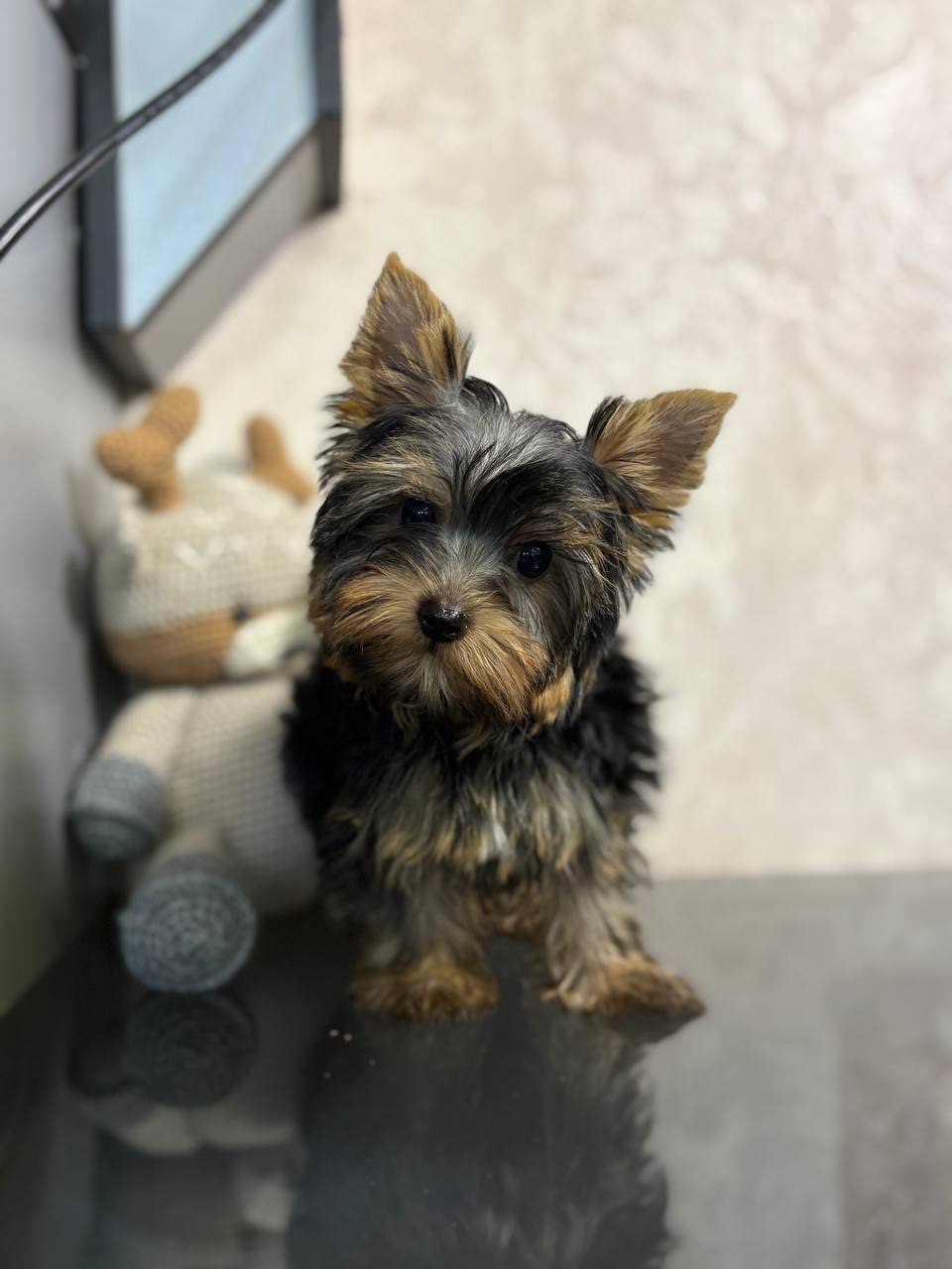 Дівчинка йорка