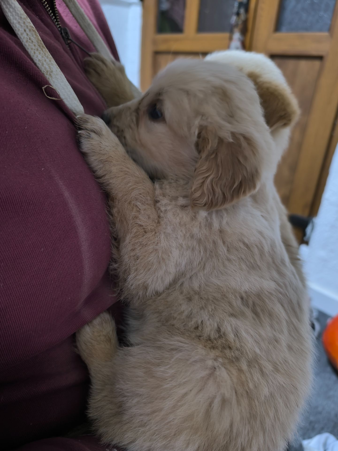 Цуценята золотистий ретривер