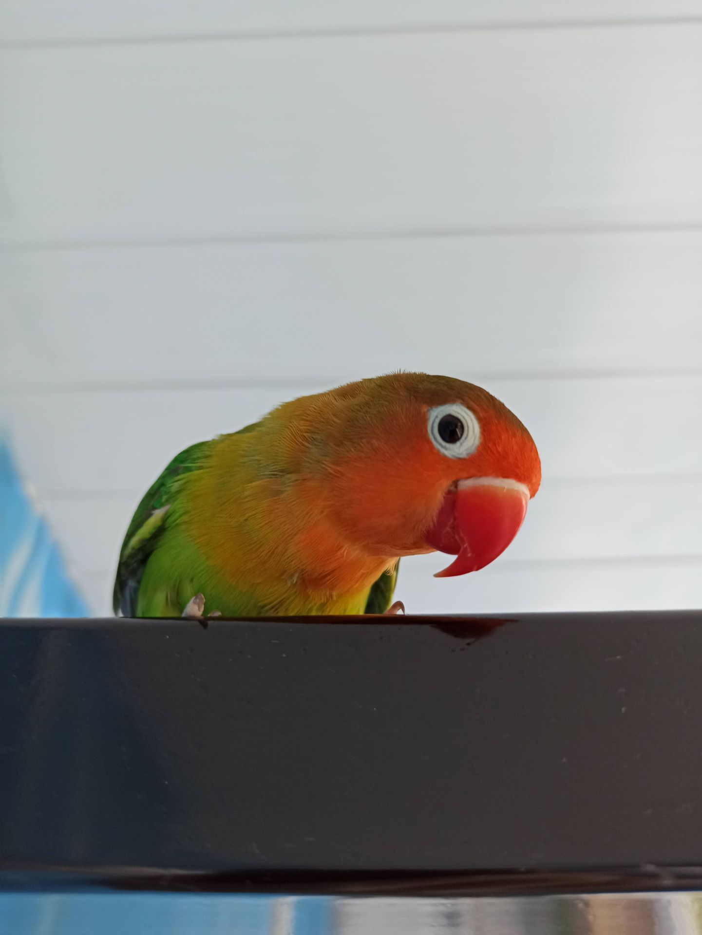 Парочка нерозлучників фішера